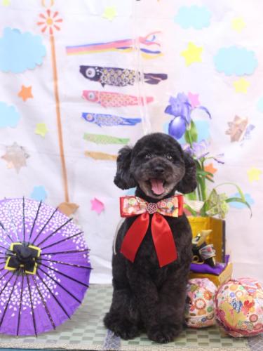 20240519ひじきちゃん